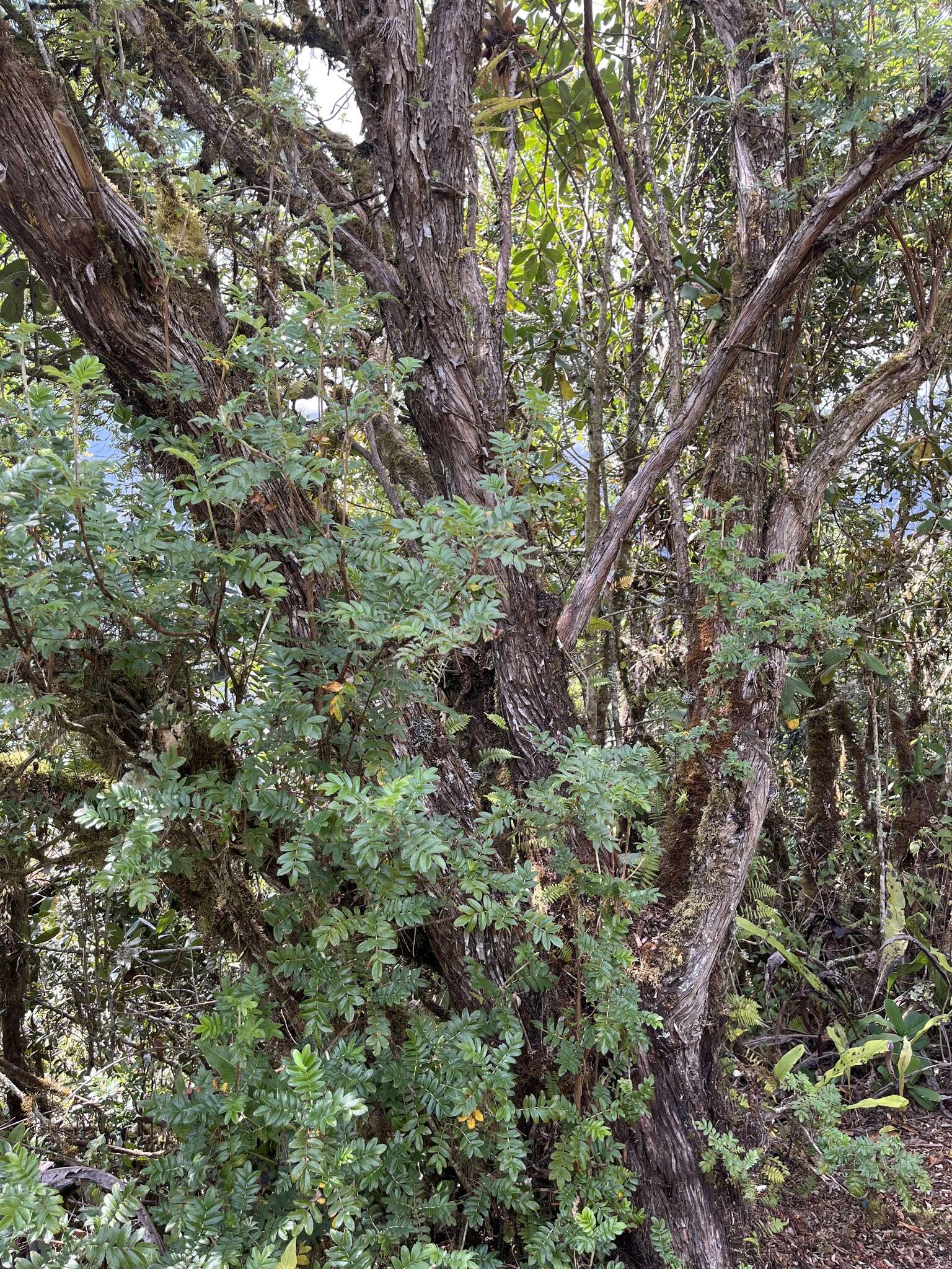 Image of Polylepis pauta Hieron.