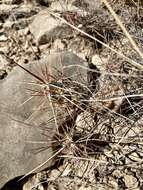 Image of Schott's Prickly-pear Cactus