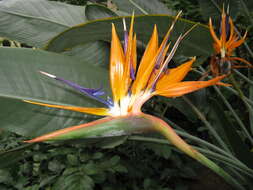 Image of Bird of paradise plant