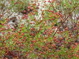 Image of Deckert's pinweed