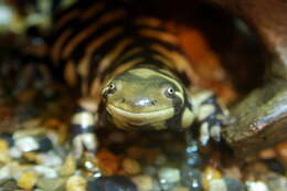 Image of Barred Tiger Salamander