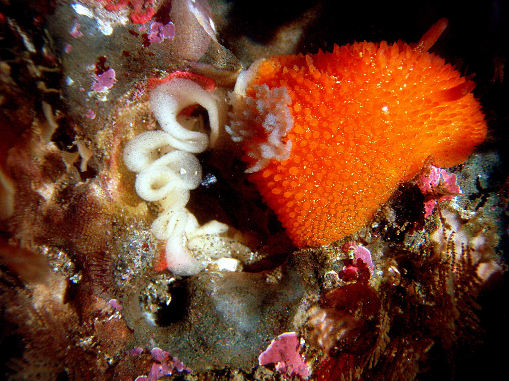 Image of Orange-peel doris