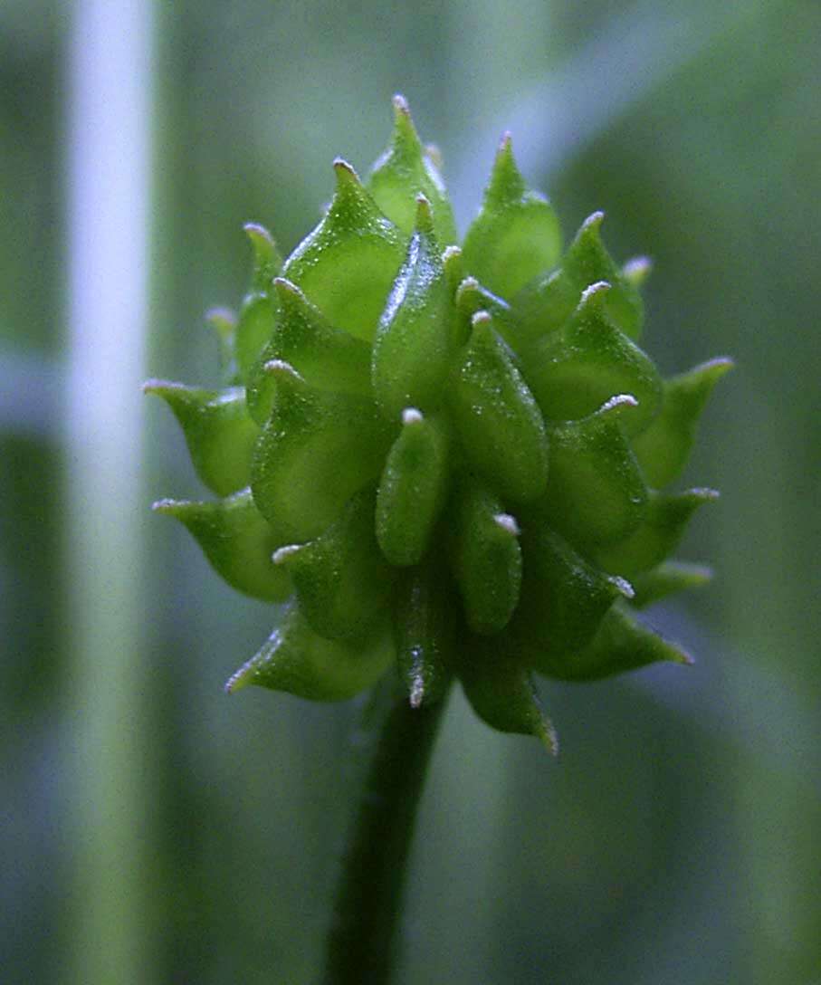 Image of common buttercup