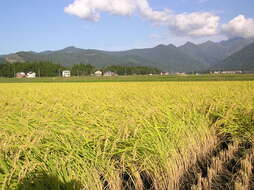 Image of rice