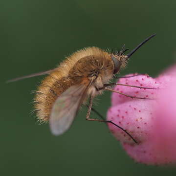 Image of Bombylius canescens Mikan 1796