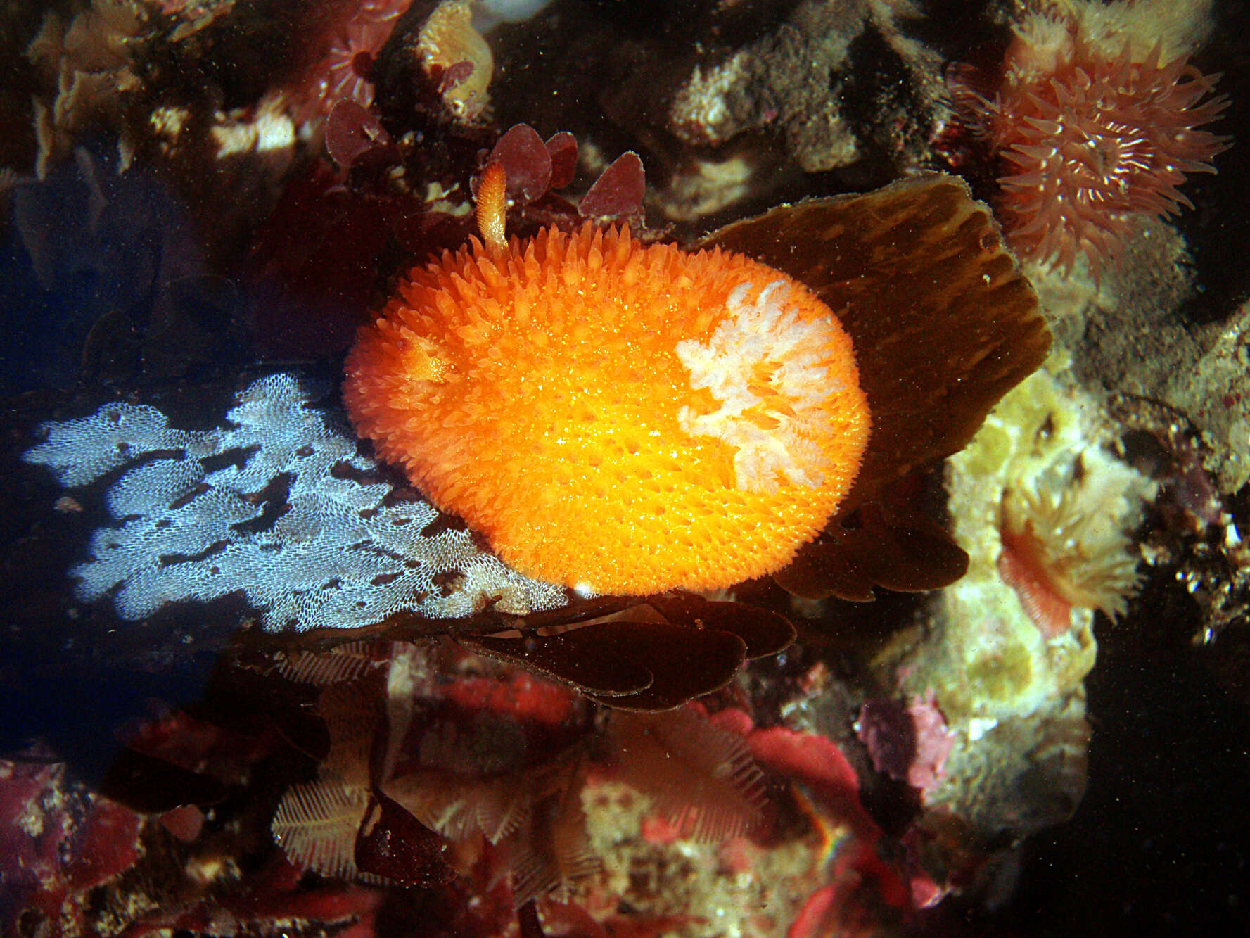 Image of Orange-peel doris