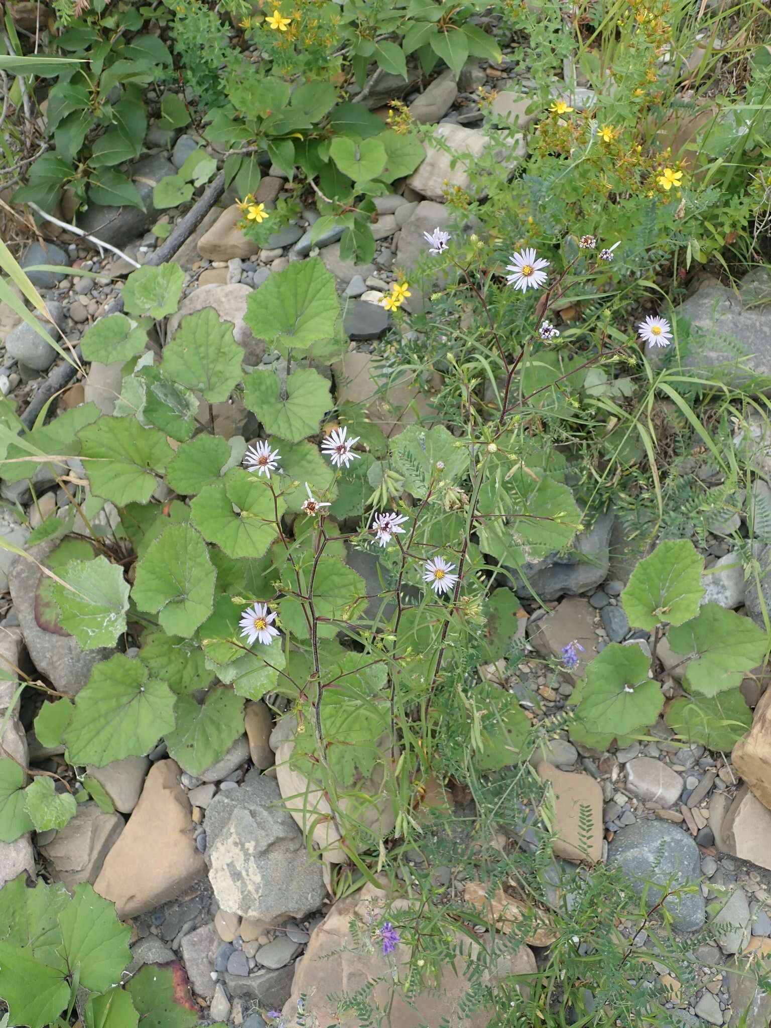 Image of hairy New York aster