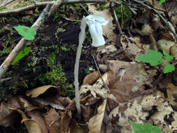 Image of Indian Pipe