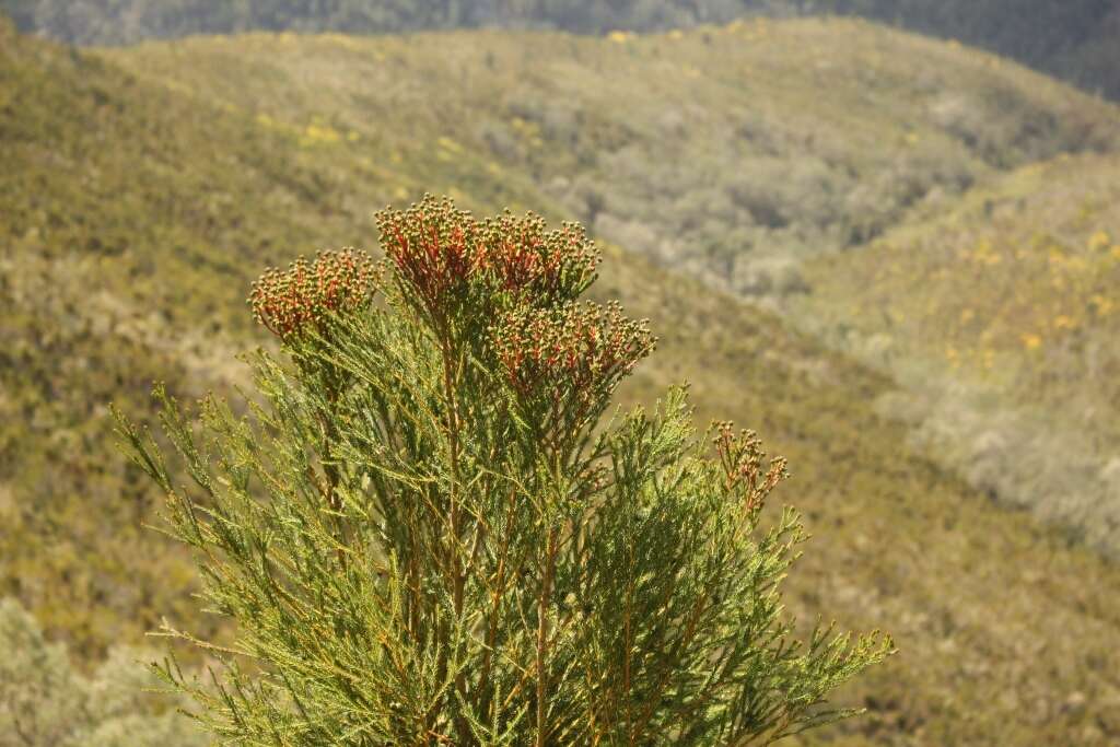 Image of Berzelia intermedia (D. Dietr.) Schltdl.