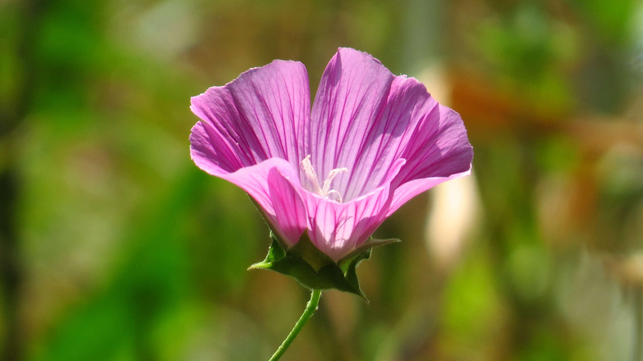 Image of Malva punctata (All.) Alef.