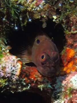 Image of Black-spot eye-lash blenny