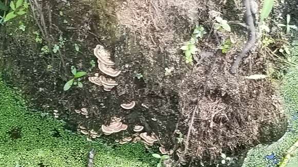 Image of Trametes cubensis (Mont.) Sacc. 1891