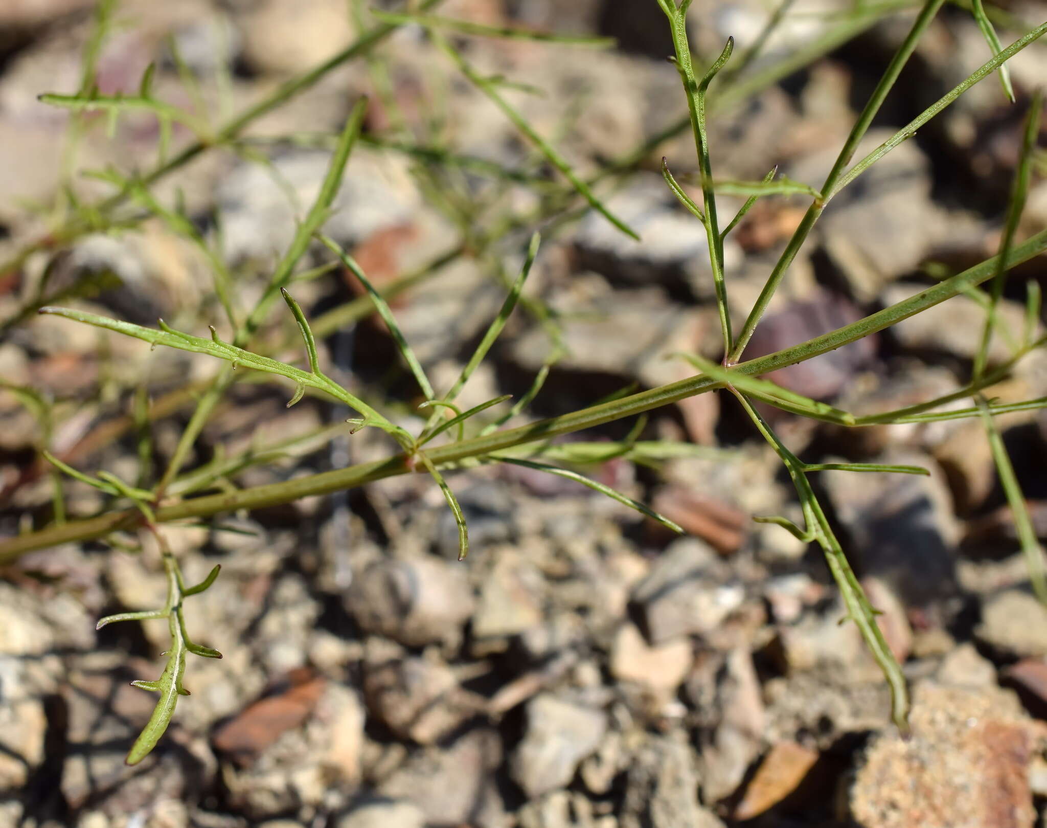 Imagem de Stachys angustifolia M. Bieb.