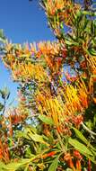 Image of Matches mistletoe