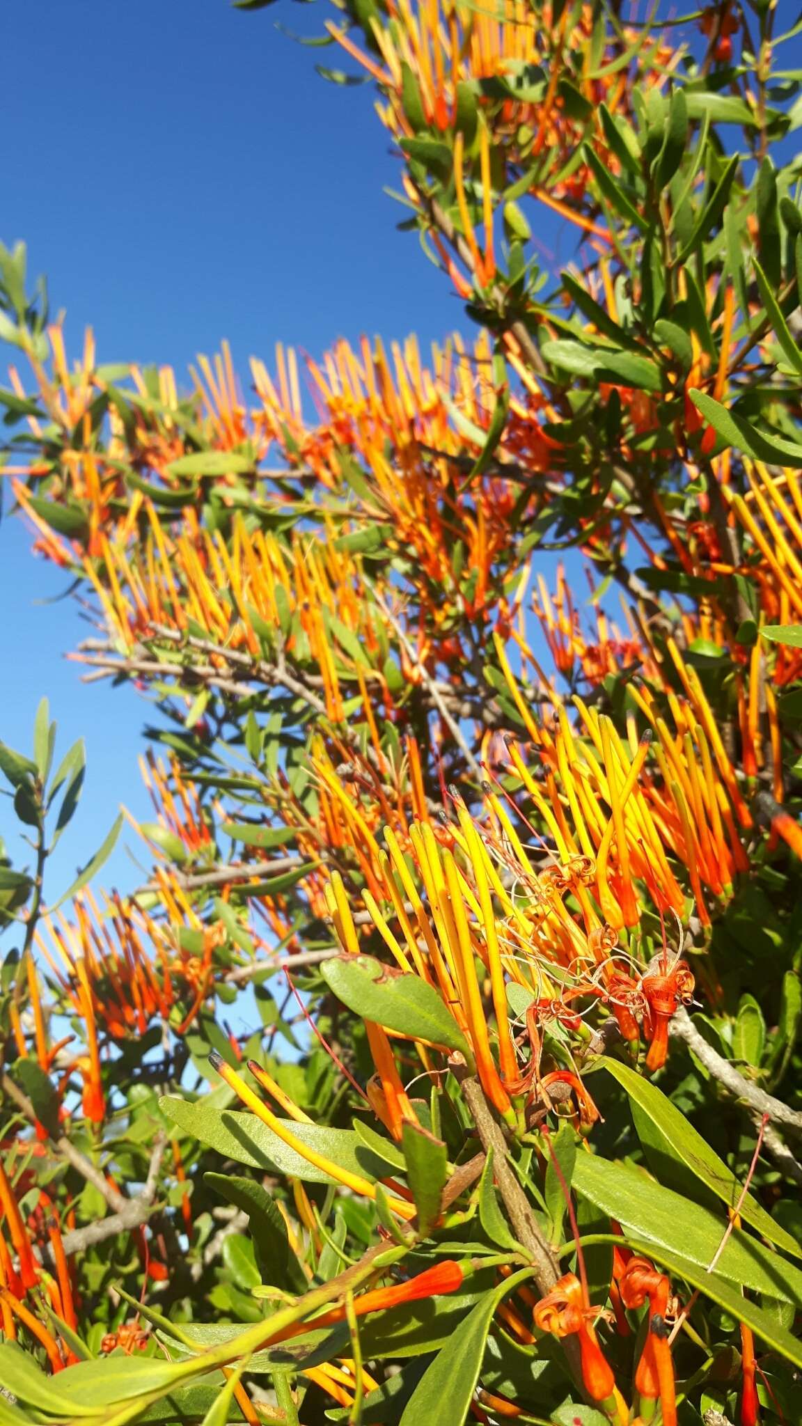 Image of Matches mistletoe