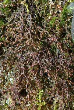 Frullania tamarisci (L.) Dumort. resmi