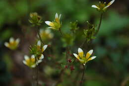 Image of Saxifraga strigosa Wall.