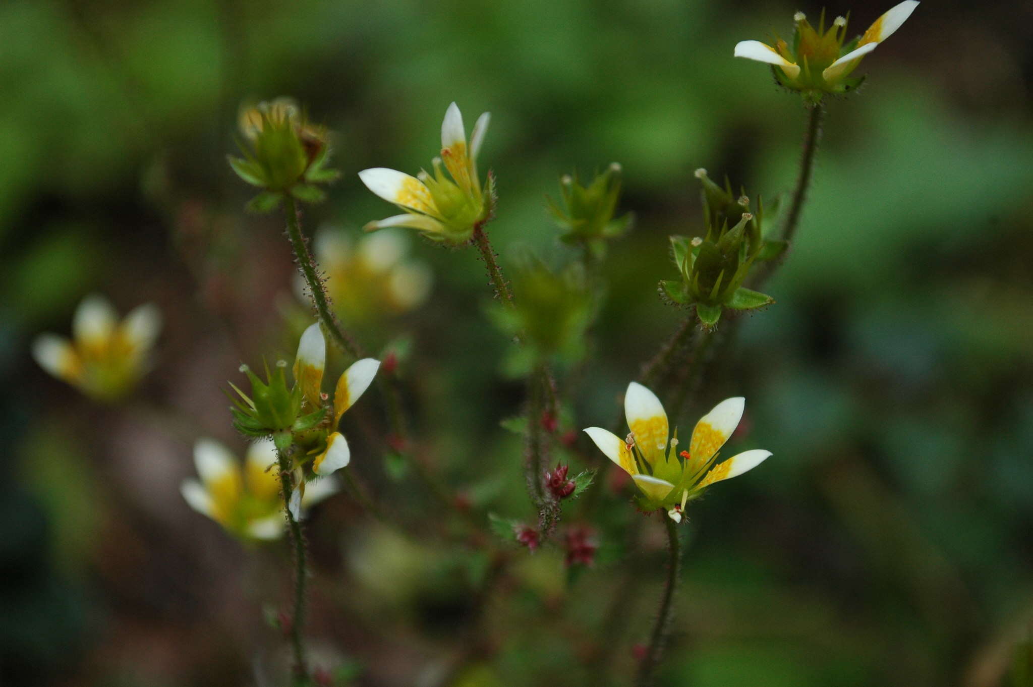 Image of Saxifraga strigosa Wall.