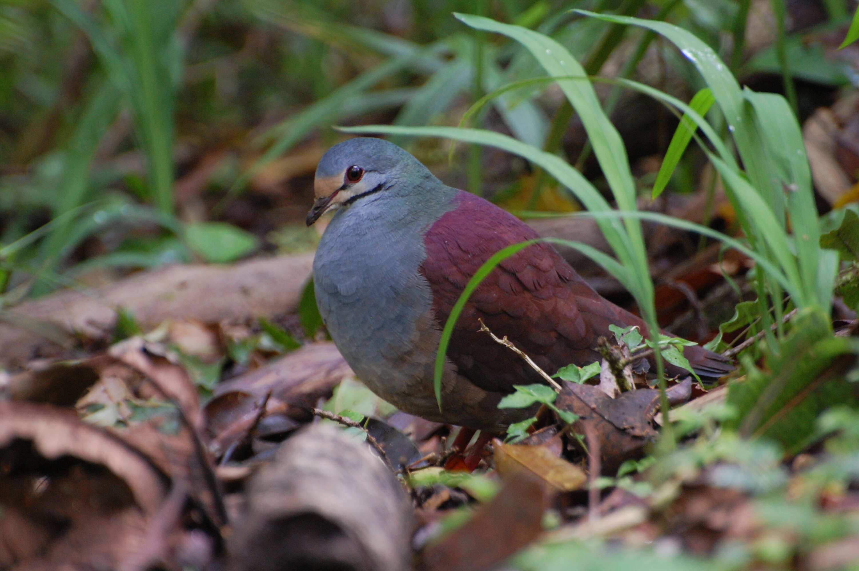 Image of Buff-fronted Quail-Dove