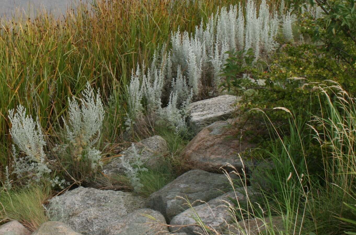 Sivun Artemisia maritima kuva