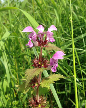 Image of spotted dead-nettle