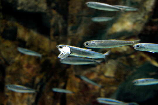 Image de Anchois de l&#39;Afrique australe