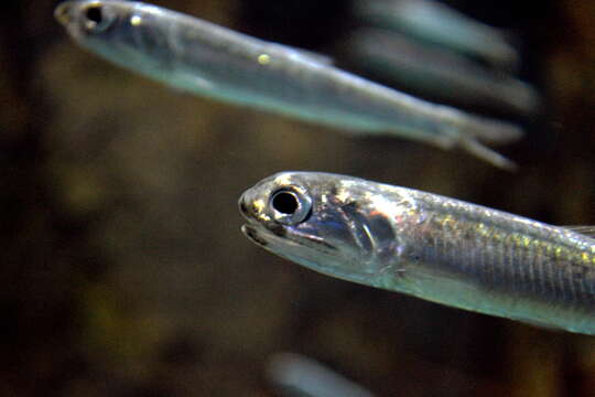 Image de Anchois de l&#39;Afrique australe