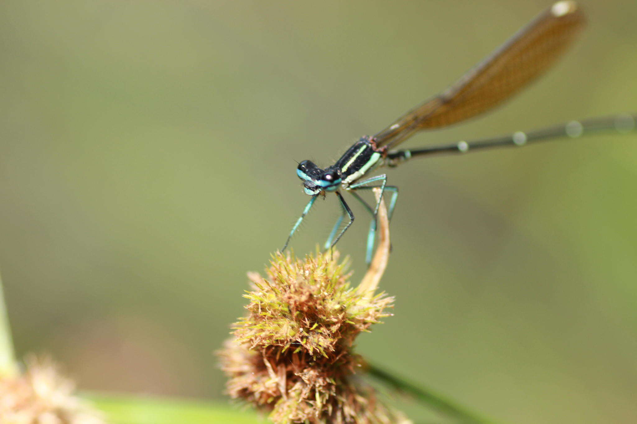 Image of Goldtail