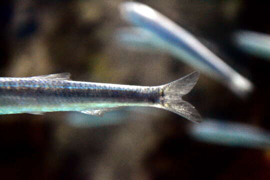 Image de Anchois de l&#39;Afrique australe