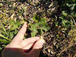 Image de Ranunculus neapolitanus Tenore