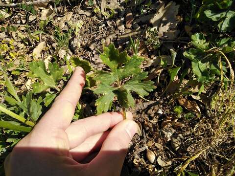 Слика од Ranunculus neapolitanus Tenore