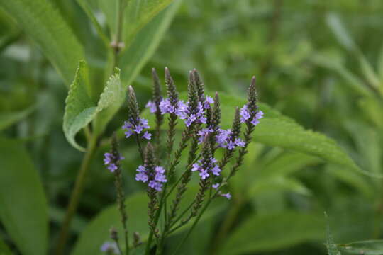 Image of swamp verbena