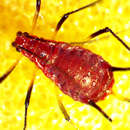 Image of Red Goldenrod Aphid