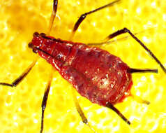 Image of Red Goldenrod Aphid