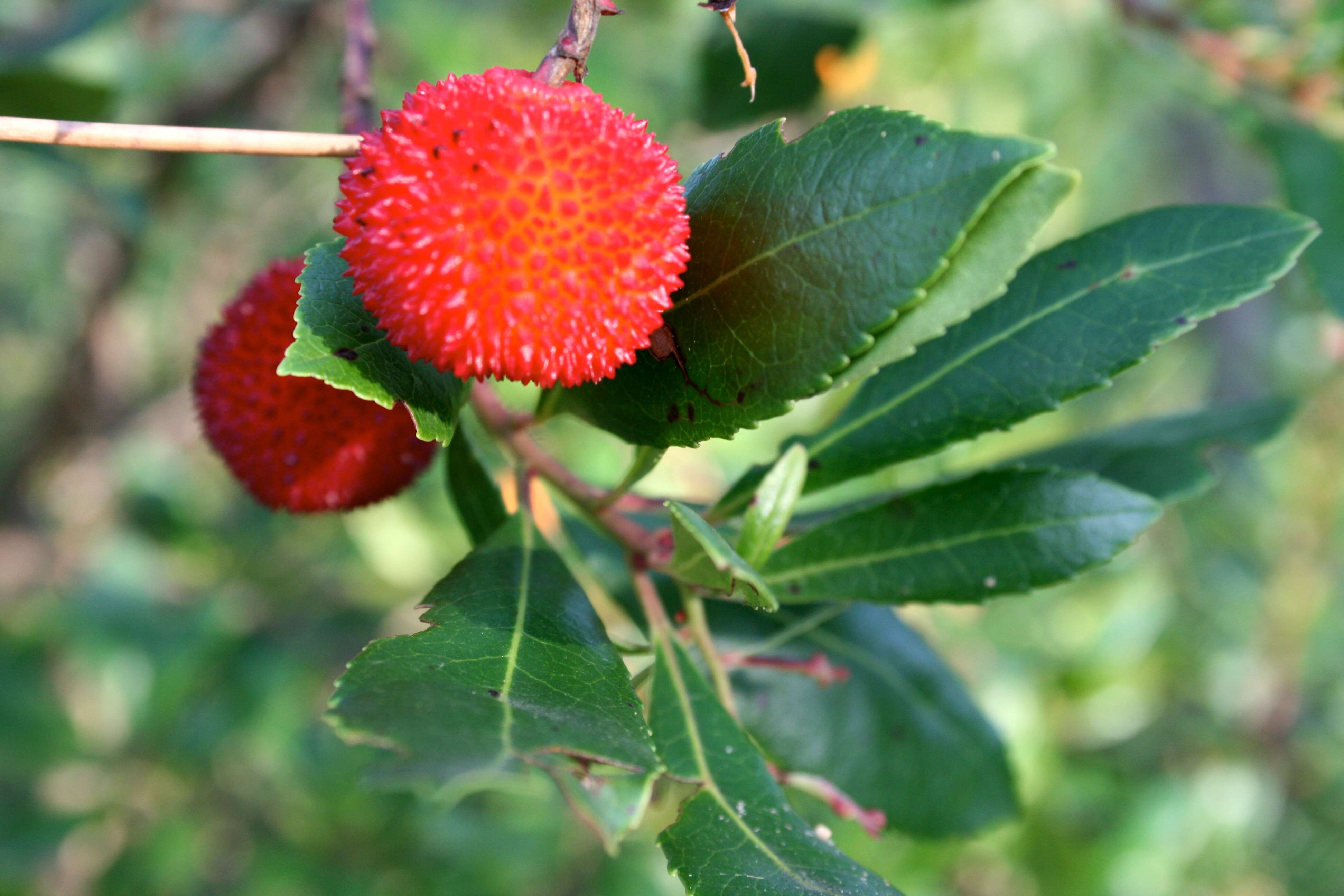 Image of strawberry tree