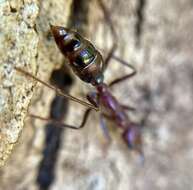 Image of Myrmecia regularis Crawley 1925