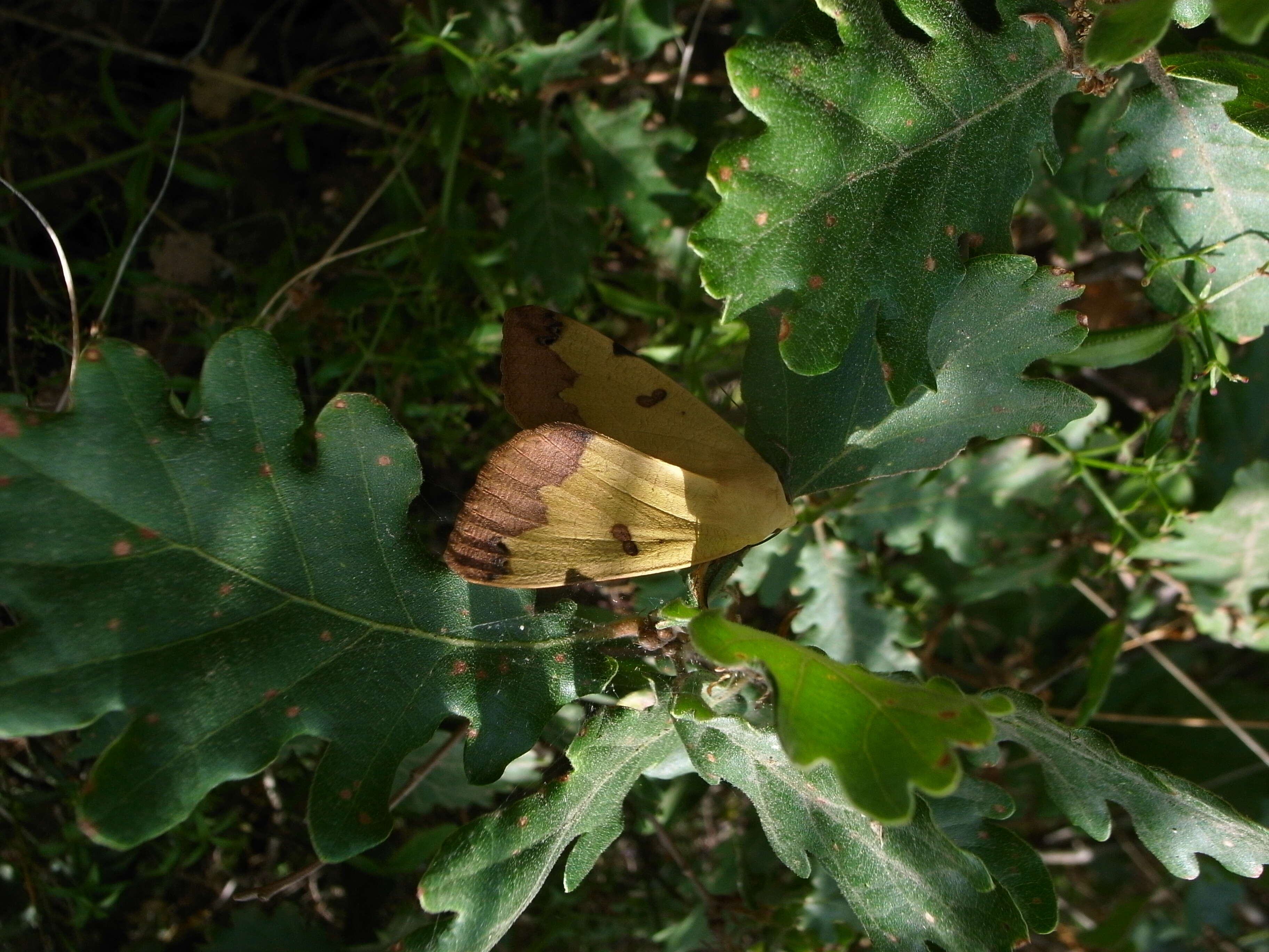 Image of Green Drab