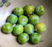 Image of greengage