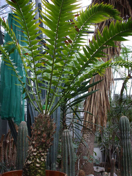 Image of Wood's Cycad