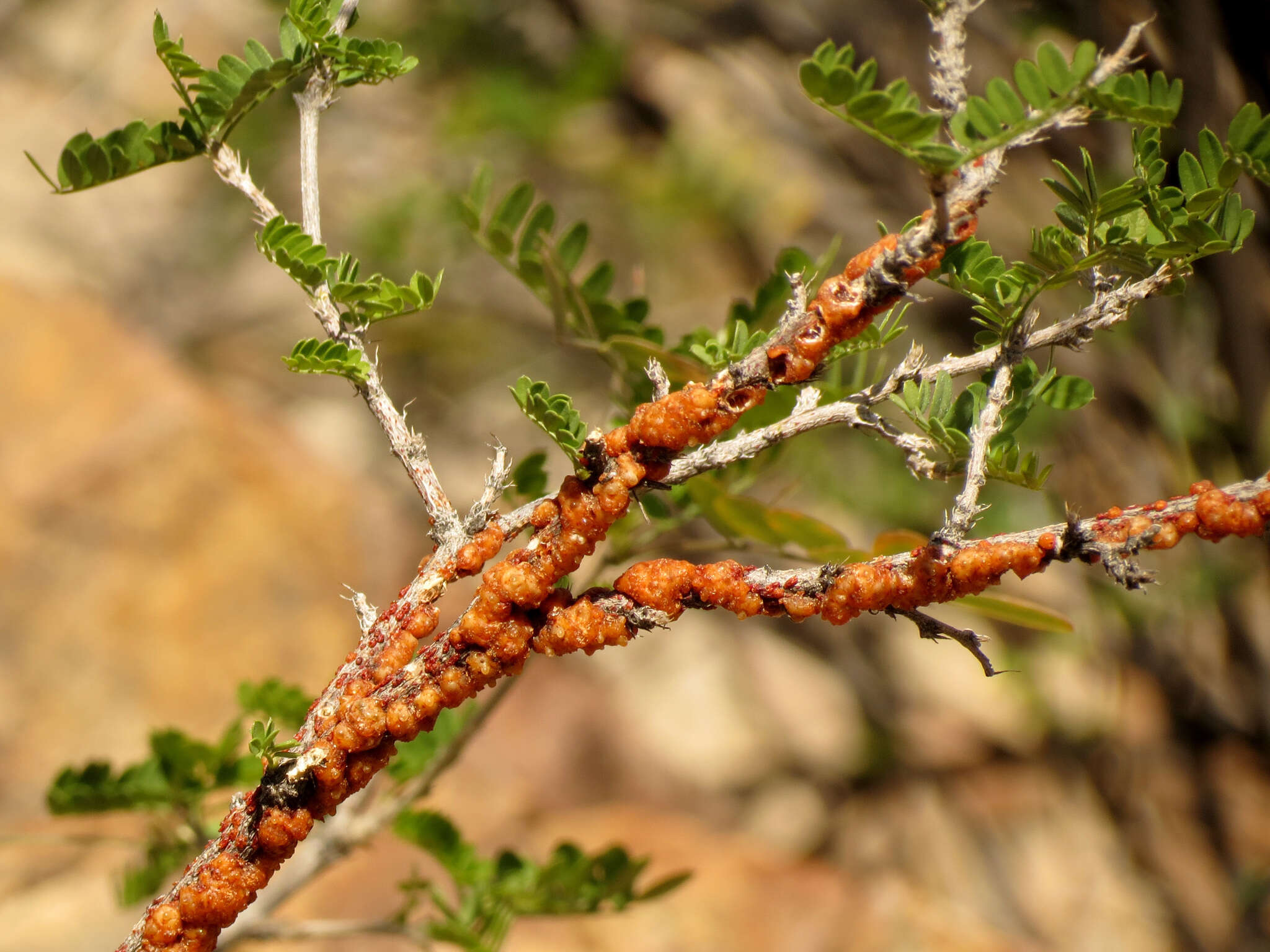 Image of Tachardiella fulgens (Cockerell 1895)