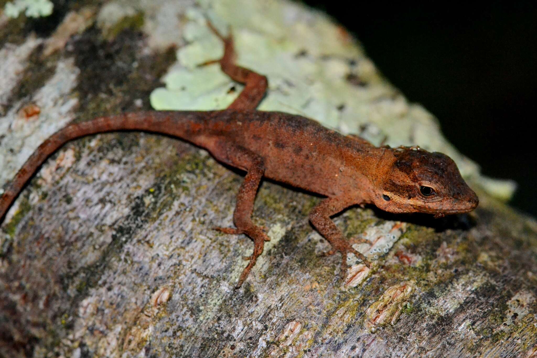 Image of Chiapas Ornate Anole