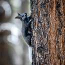 Image of Kaibab squirrel