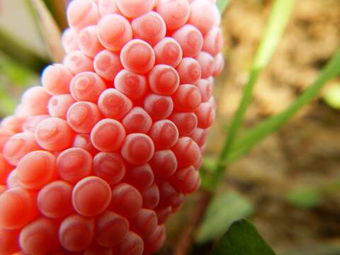 Image of Channeled Applesnail