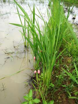 Image of Channeled Applesnail