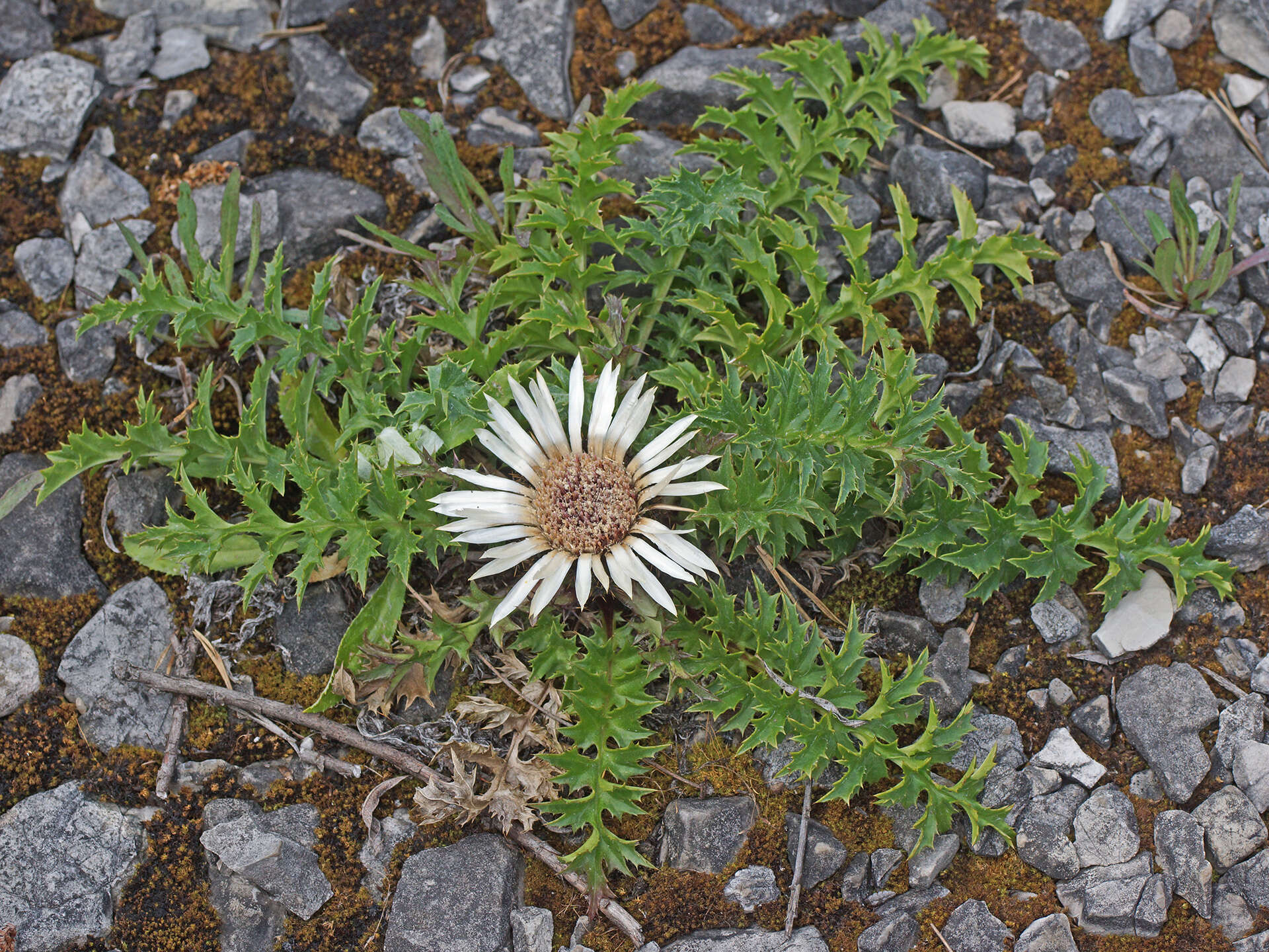 Слика од Carlina acaulis subsp. caulescens (Lam.) Schübl. & G. Martens
