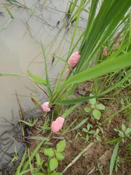 Image of Channeled Applesnail