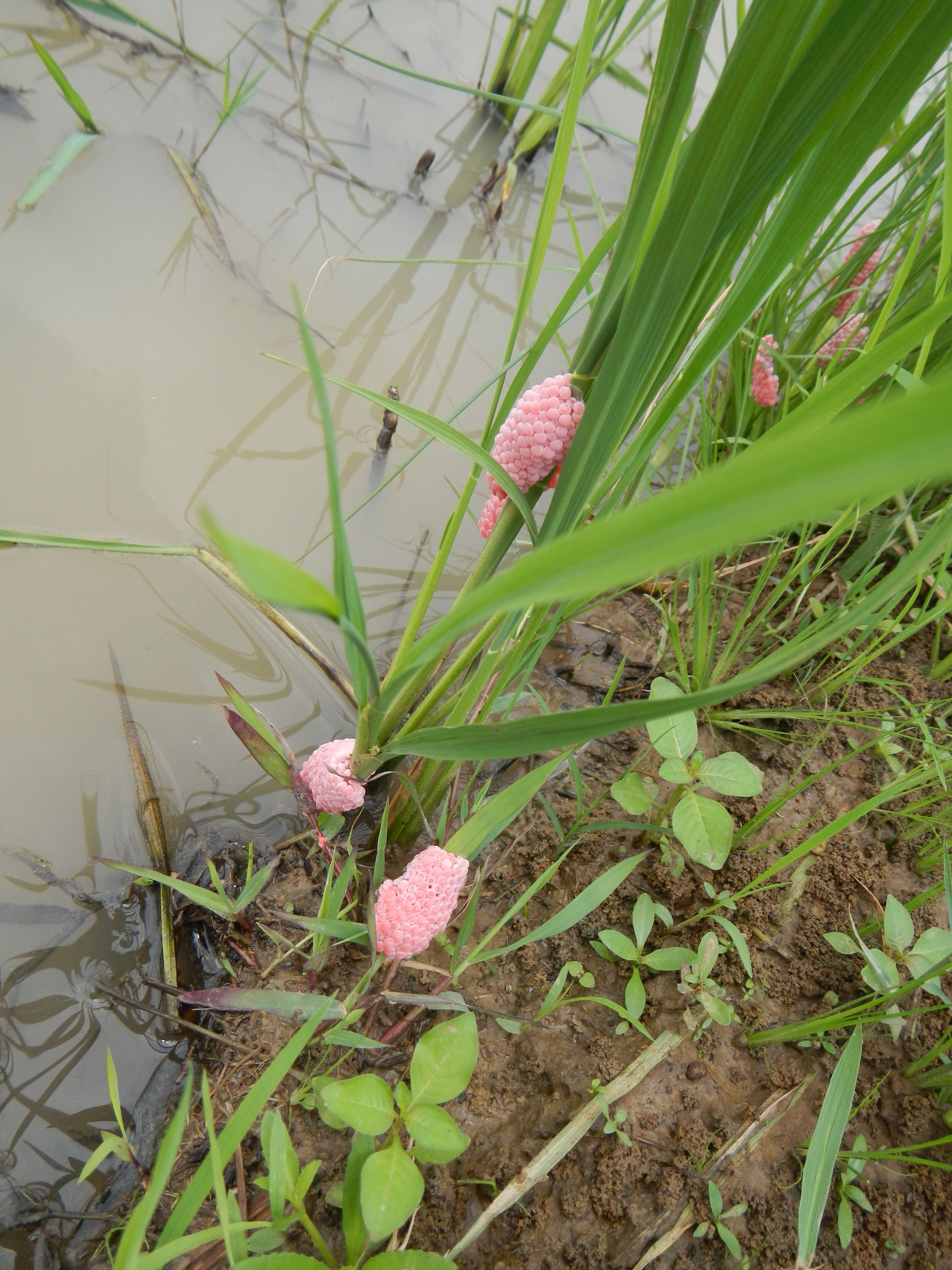 Sivun Pomacea canaliculata (Lamarck 1822) kuva