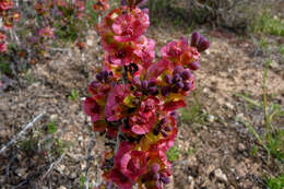 Image of rosy bluebush