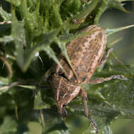 Image of Larinus ursus Germar 1824