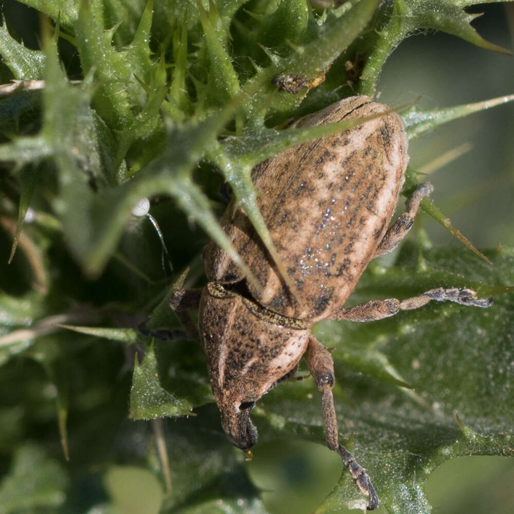 Image of Larinus ursus Germar 1824